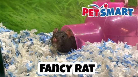 Find us at 430 NW Eastman Pkwy or call (503) 669-8405 to learn more. . Mice petsmart